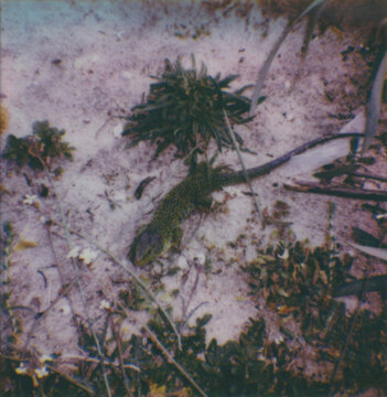 lizard on the stone