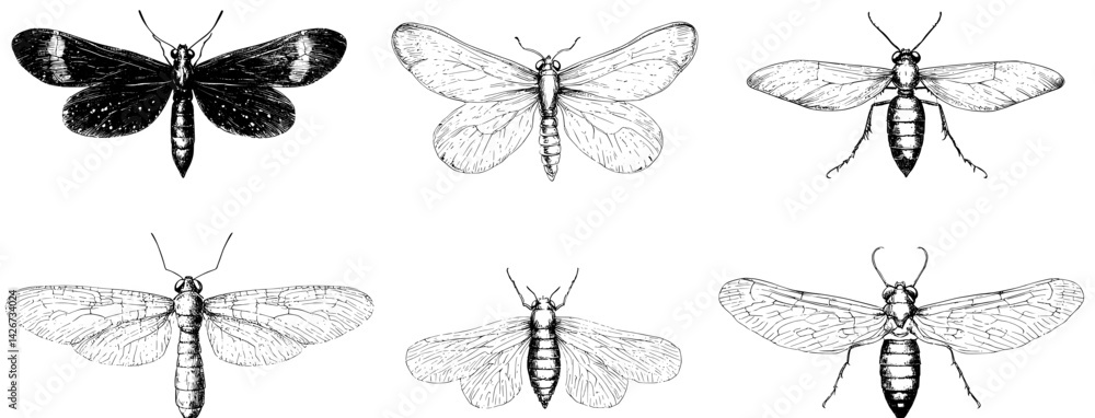 Poster detailed vector illustration of multiple types of moths showcasing their unique wing patterns and st
