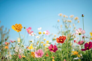 Naklejka premium Many flowers in the field sky outdoors scenery.