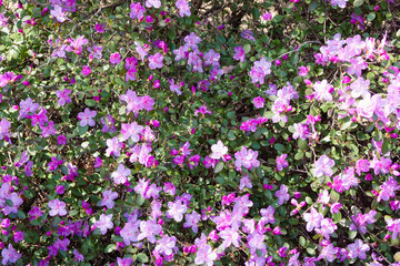 Obraz premium A blooming bush of pink rhododendron in the sun. Lots of blooming purple flowers illuminated by the sun. Delicate foliage background with buds and purple flowers for a beautiful natural wallpaper