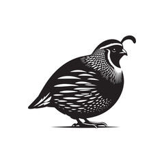 California quail Vector - Minimalist California quail Silhouette - Illustration of California quail - Black and White California Quail Design.