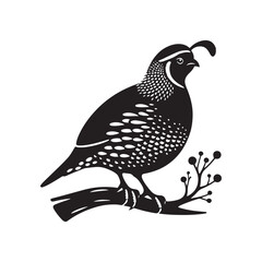 California quail Vector - Minimalist California quail Silhouette - Illustration of California quail - Black and White California Quail Design.