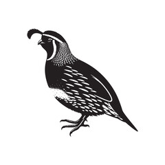 California quail Vector - Minimalist California quail Silhouette - Illustration of California quail - Black and White California Quail Design.