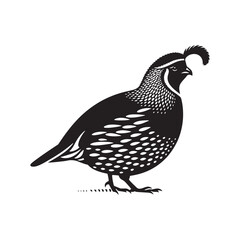 California quail Vector - Minimalist California quail Silhouette - Illustration of California quail - Black and White California Quail Design.