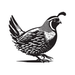 California quail Vector - Minimalist California quail Silhouette - Illustration of California quail - Black and White California Quail Design.