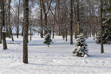 Peterhof Lower Park covered with snow on a sunny winter day, St. Petersburg, Russia