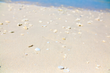 Corals on the sand on the seashore. Seascape background, sandy shore with corals and shells.