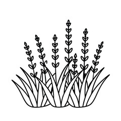 Black and white lavender illustration simple floral vector design on white background