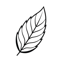 Fototapeta premium Single isolated leaf vector illustration black outline on white background natural botanical design