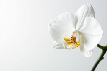Fototapeta premium Delicate white orchid blossom against pure white background, delicate, orchid flower, blossom