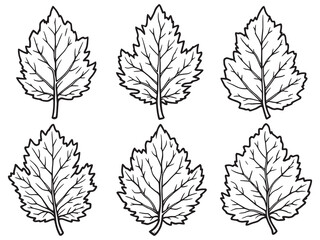 Hickory leaf line art elegant nature sketch on white background