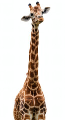 A striking portrait of a giraffe with its distinctive patterns and long neck, isolated on white.