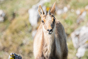 portrait of a young chamois