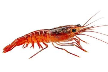 Isolated orange prawn close up view on transparent background