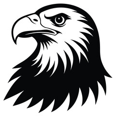 american bald eagle