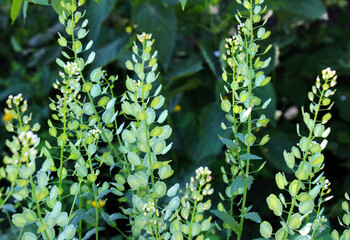 Thlaspi arvense grows in nature