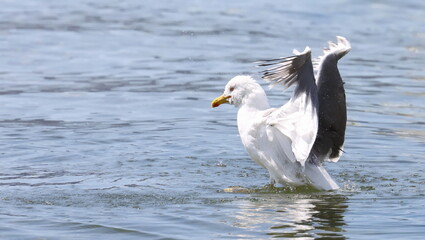 Yellow-legged gull in sea, Larus michahellis, birds of Montenegro