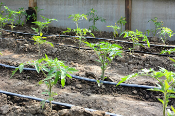 Greenhouse with drip irrigation when growing tomatoes