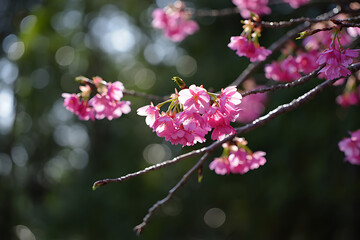 Fototapeta premium Delicate pink flowers blooming under soft sunlight, with a dreamy bokeh backdrop, evoking the serene beauty of spring and nature's peaceful charm.