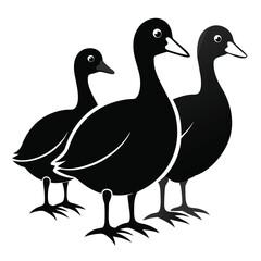 Coot birds set isolated shilhotee vector on white background