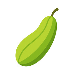 Ridge gourd vegetable vector 