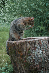 Cute tabby cat is sitting on a tree stump. Green grass out of focus in the background. Home pet in rural country setting. Beautiful animal outdoor portrait. Cleaning time after meal.