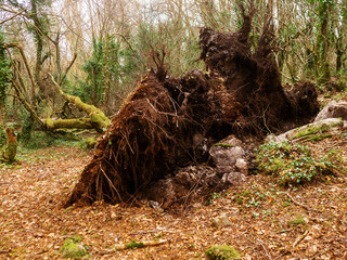 Scene in a forest park after powerful hurricane with trees fallen on the ground. Effect of a strong storm wind. Destruction caused by nature to nature. Nobody. Green and brown tone.