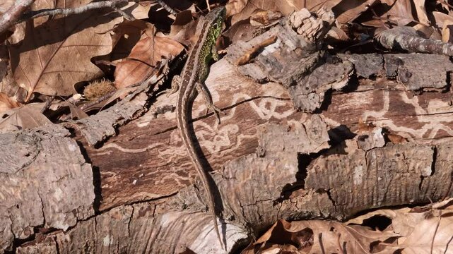Sand lizard (Lacerta agilis) perching on tree log sunbathing in the woods on a sunny autumn day