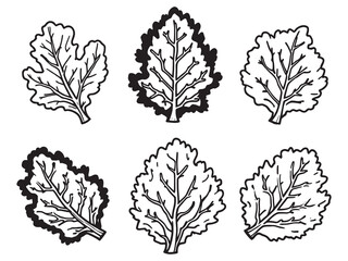 Obraz premium Kale leaf detailed line art illustration for modern design