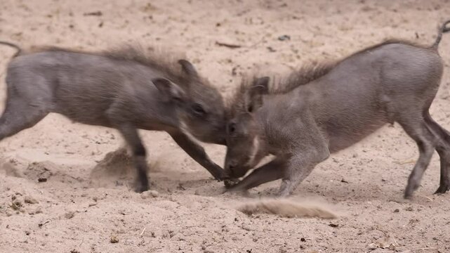 Warthog piglets (Phacochoerus) challenge each other to mini wrestling match in their zoo enclosure