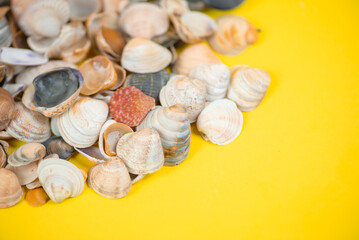 A Colorful Assortment of Beautiful Seashells Laid Out on a Vibrant Yellow Background