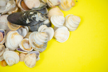 A Collection of Assorted Seashells Displayed on a Bright Yellow Background for Visual Appeal
