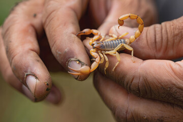 Obraz premium Experienced keeper demonstrating a live scorpion, focusing on wildlife interaction. Generative AI