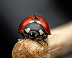The image shows a ladybug with red wings and black spots. It is sitting on a stem, with black and white markings clearly visible on its body. The background is dark and blurred.