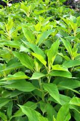 Fototapeta premium Jerusalem artichoke (Helianthus tuberosus) grows in nature