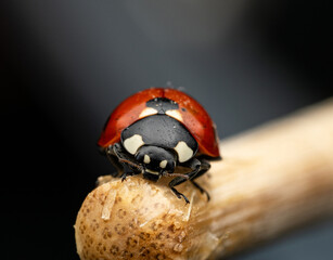 The image shows a ladybug with red wings and black spots. It is sitting on a stem, with black and white markings clearly visible on its body. The background is dark and blurred.