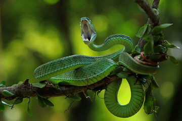 Hagens pit viper snakes on the branch