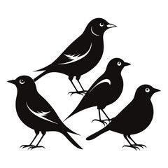 striking bird birds set isolated shilhotee vector on white background