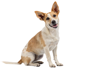 Adorable Small Dog Sitting on White Background