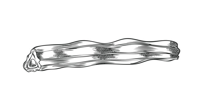 Moringa oleifera cut drumstick, pod vector engraved sketch, tropical cultivated plant harvest, Asian superfood fruit