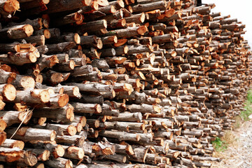 Heap of firewood stack from Mangrove forest in Thailand, natural wood, Background of dry chopped firewood logs.