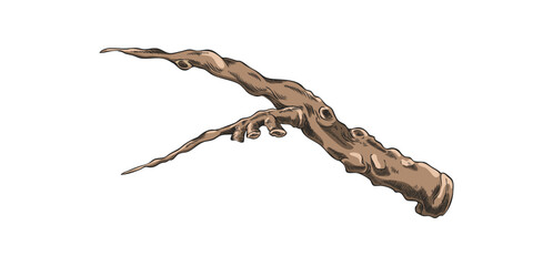 Carob plant stalk piece sketch vector icon, hand drawn brown twig farm or wild tree stem, stick or twig isolated