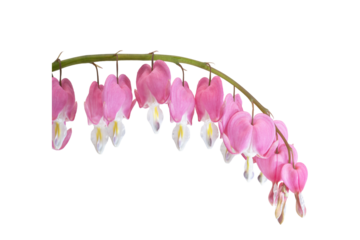 Isolated Stem Full of Bleeding Heart Blooms