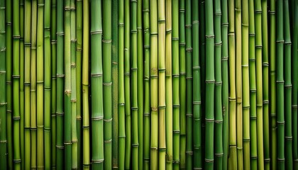 Fototapeta premium close up green bamboo poles texture horizontal