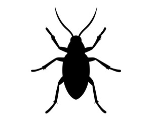 Roach  isolated on white background