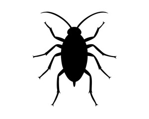 Roach  isolated on white background