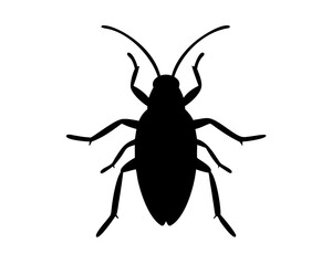 Roach  isolated on white background