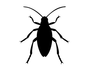 Roach  isolated on white background