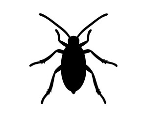 Roach  isolated on white background