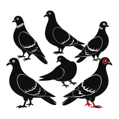 Pigeon birds set isolated shilhotee vector on white background